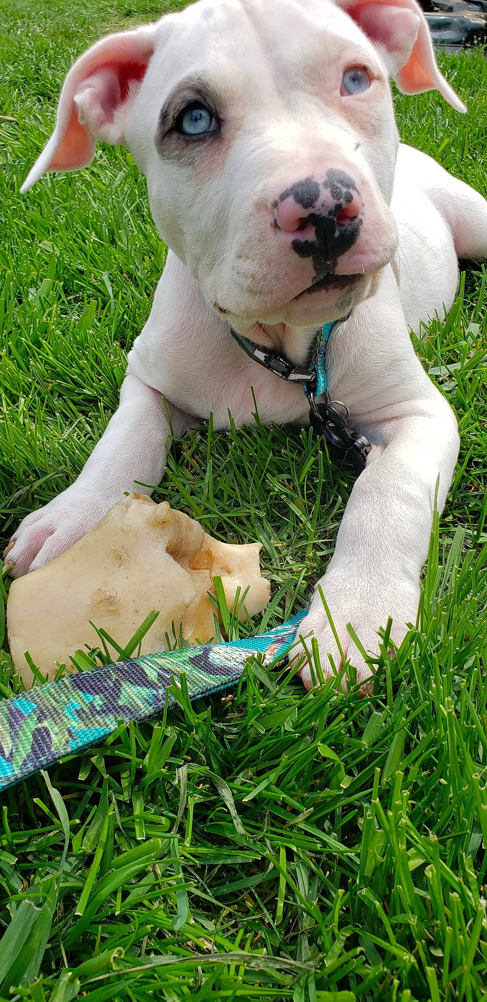 Ares is registered to the contest to win money with this photo: carnivore, collar, companion_dog, dog, dog_breed, dog_collar, fawn, grass, grass_family, grassland, happy, lawn, mammal, pasture, people_in_nature, pet_supply, plant, terrestrial_animal, vertebrate, working_animal