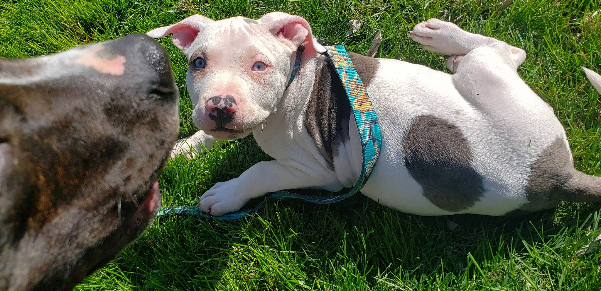 Ares joined the competition — help win amazing prizes! canidae, carnivore, collar, companion_dog, dog, dog_breed, dog_collar, fawn, grass, grassland, livestock, non_sporting_group, plant, snout, sporting_group, terrestrial_animal, whiskers, working_animal