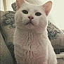 Finn is registered to the contest to win money with this photo: cat, white_cat, pet, indoor, couch, pillow, window_blinds, feline, fur, sitting, closeup, animal, domestic_cat, whiskers, ears, face, expression, home, relaxed, soft_light