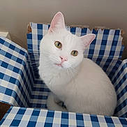 Finn is registered to the contest to win money with this photo: cat, white_cat, pet, animal, box, cardboard_box, checkered_pattern, indoor, curious, green_eyes, feline, cute, cozy, sitting, looking_up, whiskers, ears, fur, domestic_cat, companion