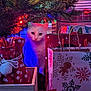 Finn is registered to the contest to win money with this photo: cat, white_cat, christmas_tree, gift_bags, holiday_lights, festive, decorations, indoor, pets, cute, curious, colorful, seasonal, celebration, holiday, pine_tree, red, green, white, cozy