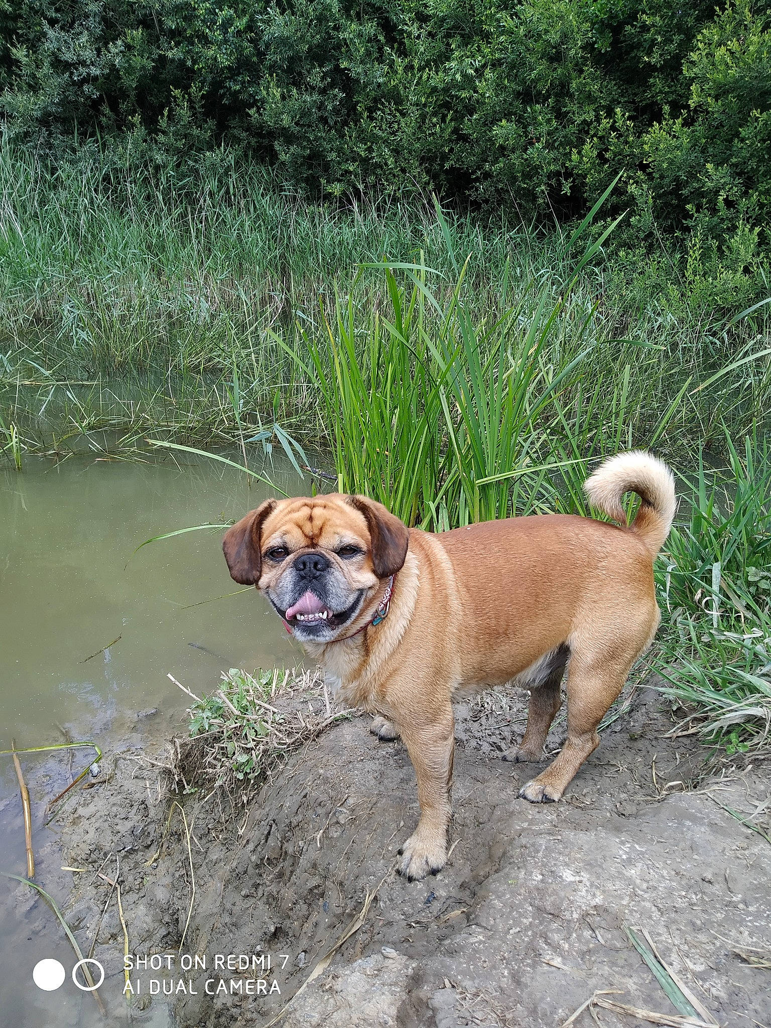 Loopy participe au concours pour gagner de l'argent avec cette photo : canidae, carnivore, chair, collar, companion_dog, dog, dog_breed, dog_collar, fawn, grass, ori_pei, plant, shar_pei, snout, tail, terrestrial_animal, tree, water, working_animal, wrinkle
