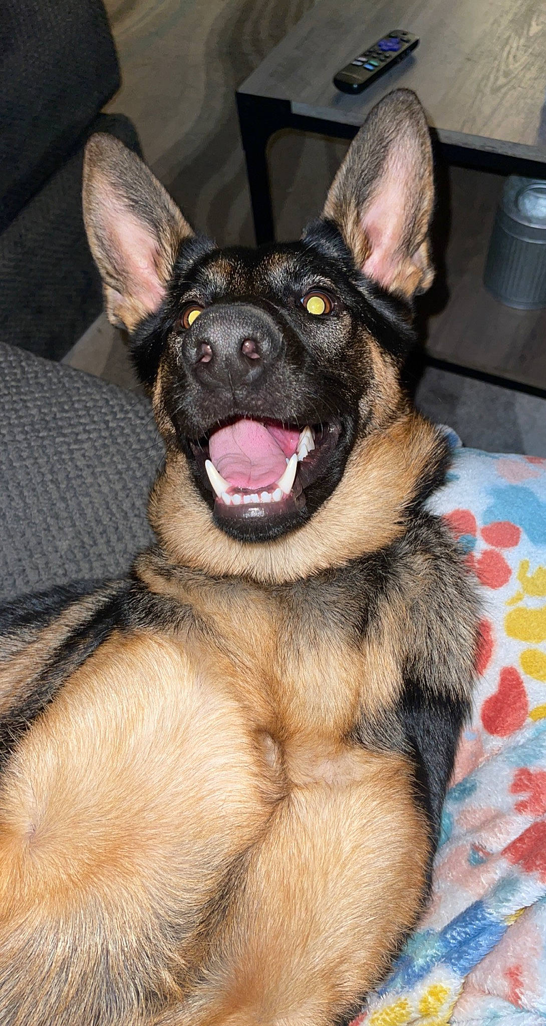 Lola is registered to the contest to win money with this photo: canidae, carnivore, companion_dog, dog, dog_breed, ear, east_european_shepherd, event, fawn, fur, guard_dog, jaw, king_shepherd, old_german_shepherd_dog, snout, sporting_group, terrestrial_animal, whiskers, working_animal, working_dog