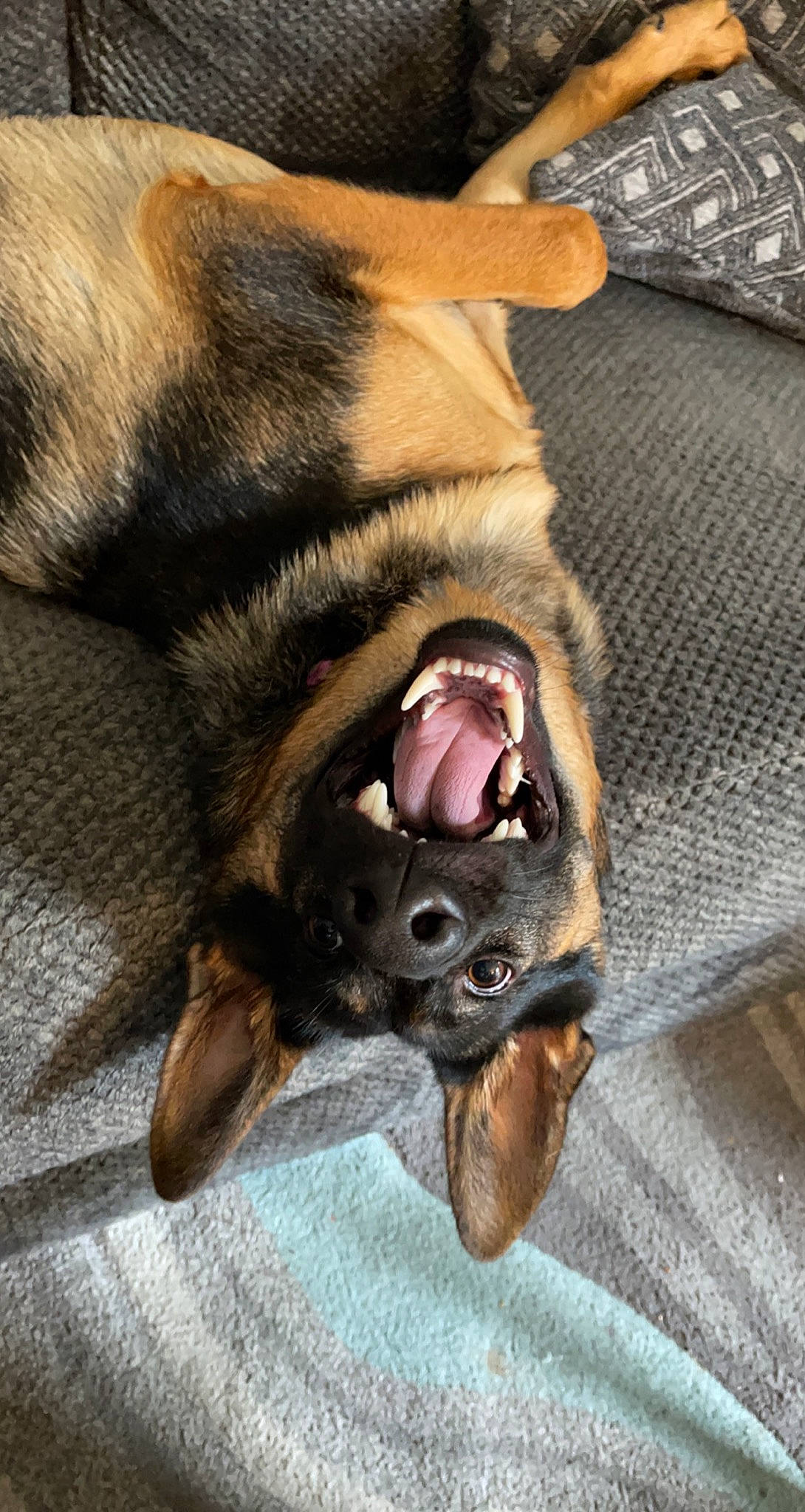 Lola joined the competition — help win amazing prizes! canidae, carnivore, collar, comfort, companion_dog, dog, dog_breed, fang, fawn, fur, jaw, liver, paw, snout, sporting_group, tongue, whiskers, working_animal, working_dog, yawn
