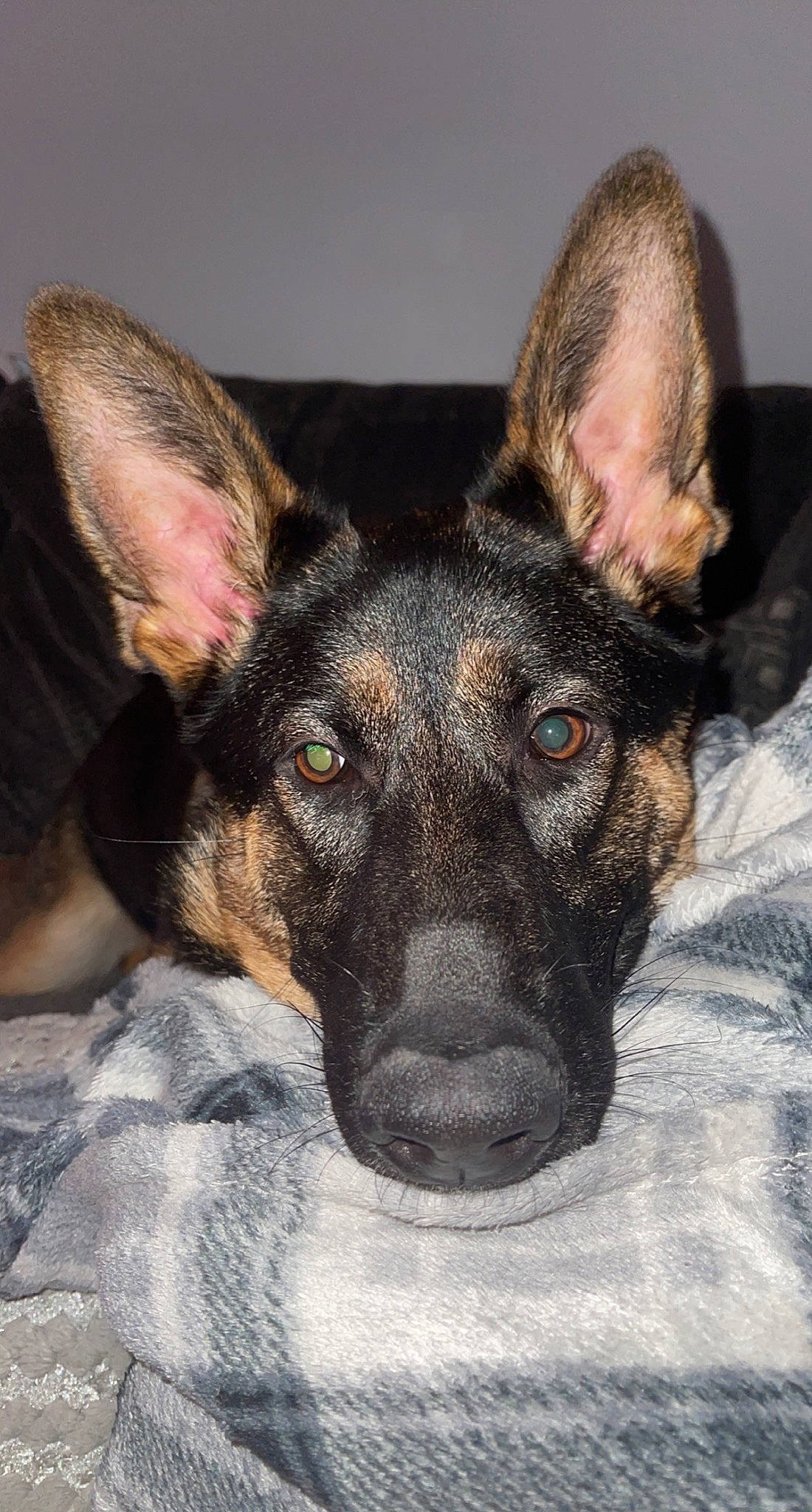 Lola joined the competition — help win amazing prizes! canidae, carnivore, companion_dog, dog, dog_breed, ear, east_european_shepherd, eye, fawn, fur, head, herding_dog, jaw, paw, snout, sporting_group, terrestrial_animal, whiskers, working_animal, working_dog