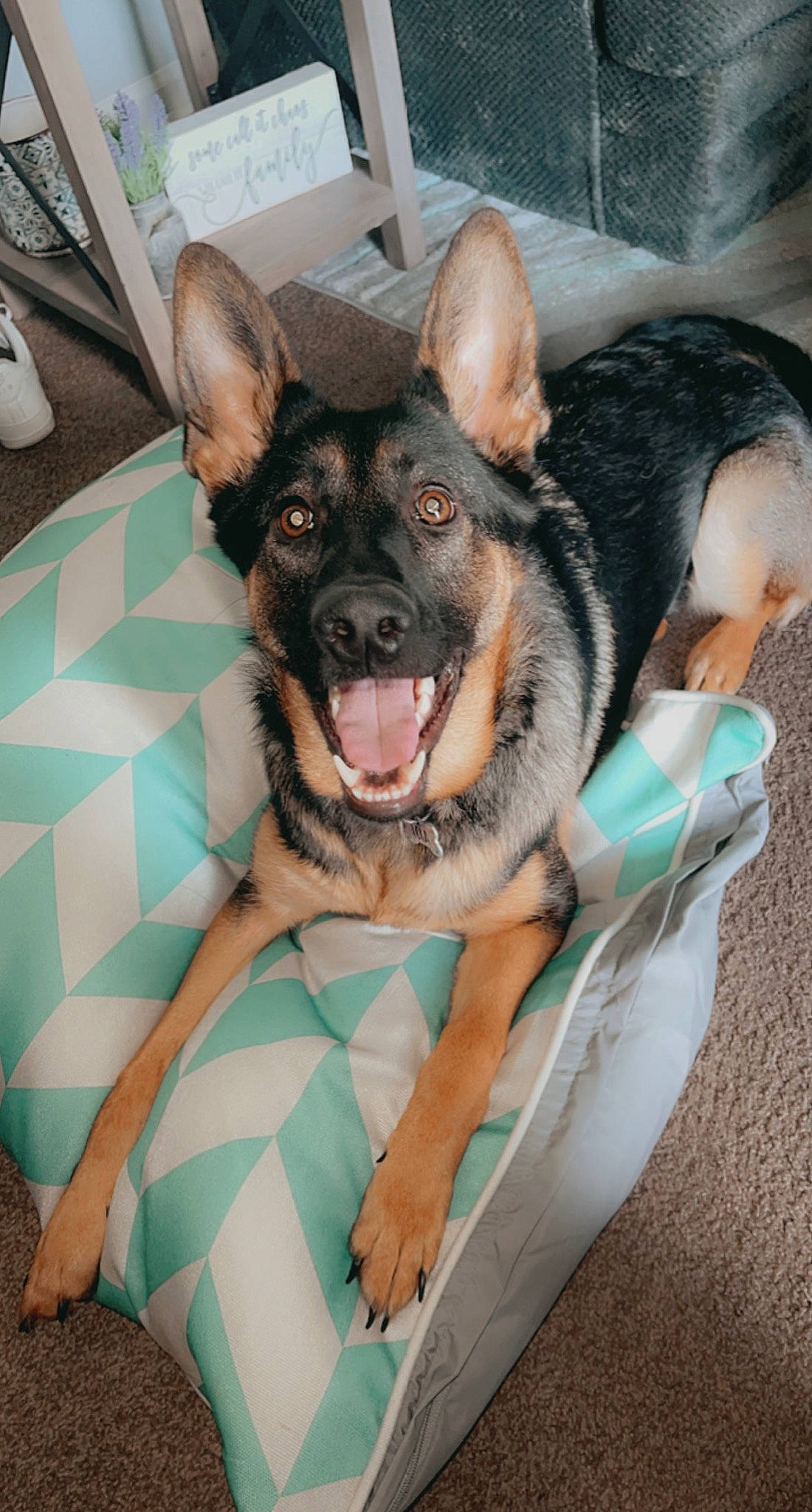 Lola is registered to the contest to win money with this photo: boat, canidae, carnivore, comfort, companion_dog, dog, dog_breed, dog_supply, guard_dog, herding_dog, jaw, pattern, paw, smile, snout, sporting_group, toy_dog, whiskers, working_animal, working_dog