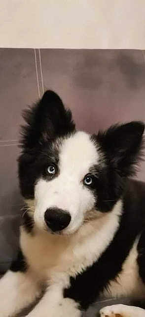 Sirius