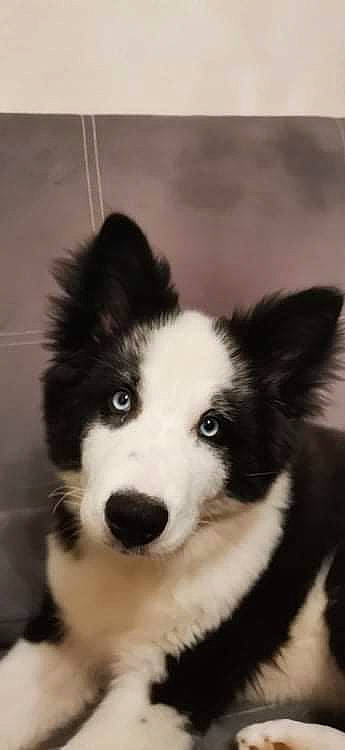Sirius participe au concours pour gagner de l'argent avec cette photo : ancient_dog_breeds, border_collie, canidae, carnivore, companion_dog, dog, dog_breed, fur, head, herding_dog, monochrome_photography, snout, sporting_group, terrestrial_animal, whiskers, working_animal, working_dog
