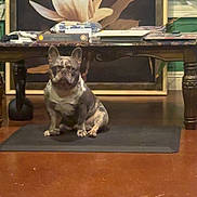 Simba is registered to the contest to win money with this photo: dog, french_bulldog, pet, animal, mat, floor, table, wooden_table, painting, flower_painting, indoor, room, decor, window, plant, furniture, brown_floor, serious, sitting, portrait