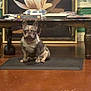 dog, french_bulldog, pet, animal, mat, floor, table, wooden_table, painting, flower_painting, indoor, room, decor, window, plant, furniture, brown_floor, serious, sitting, portrait