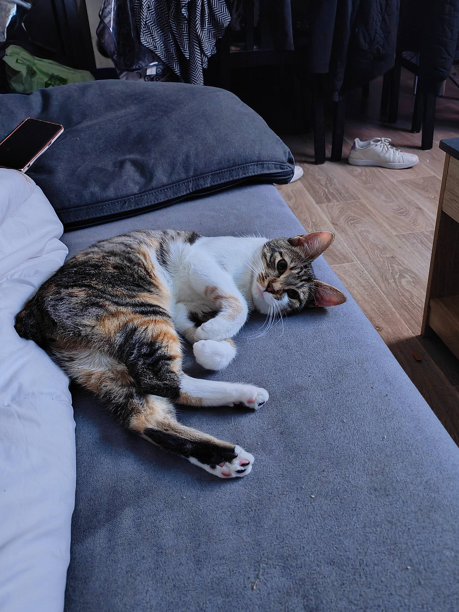 Mimine a rejoint le concours — aidez-le/la à gagner de superbes lots ! canidae, carnivore, cat, claw, comfort, domestic_short_haired_cat, felidae, flooring, fur, grey, linens, nap, room, sitting, sleep, small_to_medium_sized_cats, sporting_group, tail, whiskers, wood