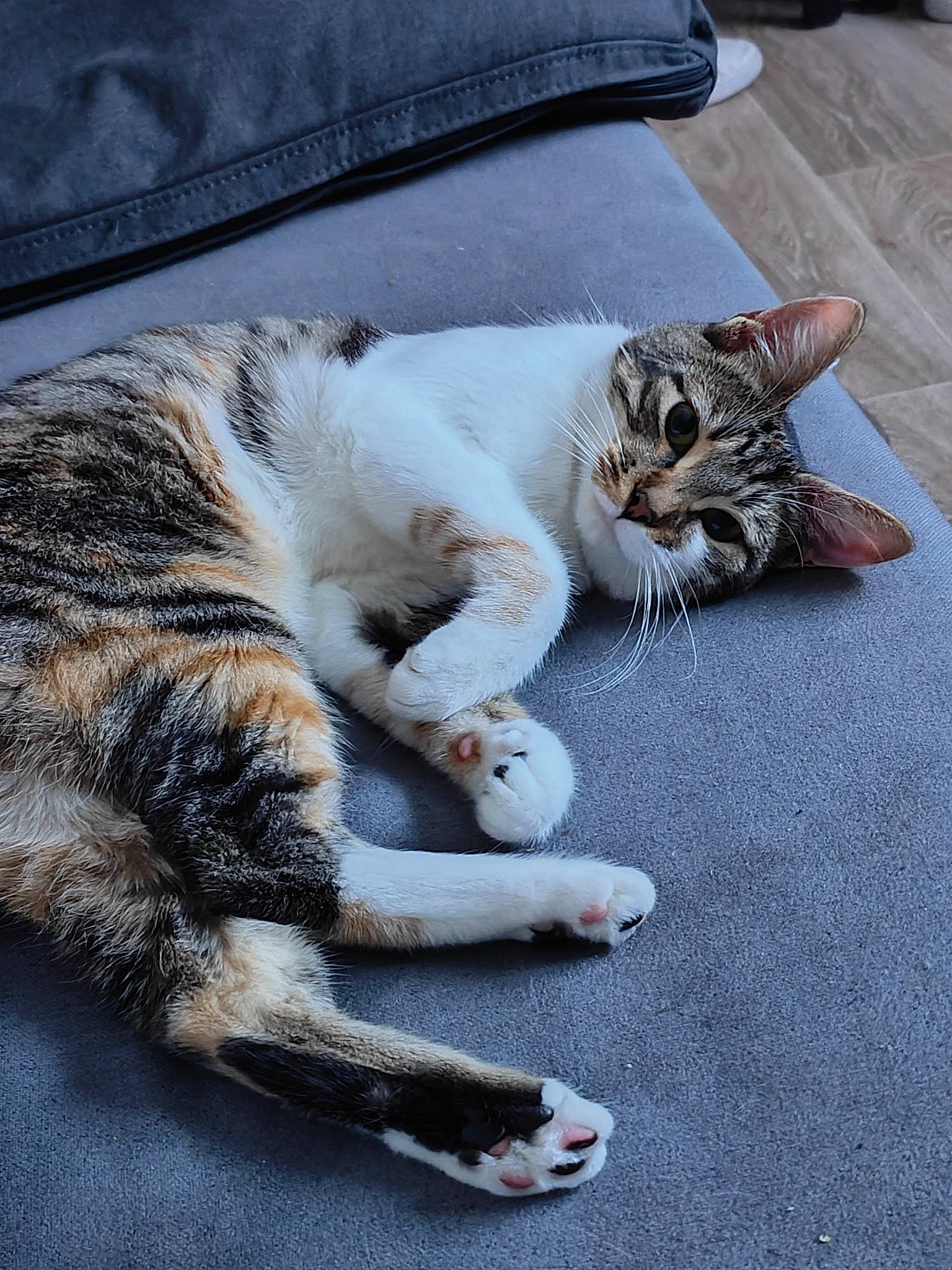 Mimine a rejoint le concours — aidez-le/la à gagner de superbes lots ! carnivore, cat, claw, comfort, domestic_short_haired_cat, felidae, flooring, fur, grey, nap, paw, sitting, sleep, small_to_medium_sized_cats, snout, tail, whiskers