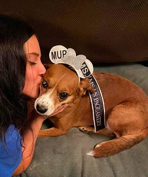 Pumpkin Grace is registered to the contest to win money with this photo: beagle, canidae, carnivore, collar, comfort, companion_dog, dog, dog_breed, dog_clothes, dog_supply, ear, fawn, finnish_hound, happy, hound, scent_hound, snout, sporting_group, whiskers, working_animal