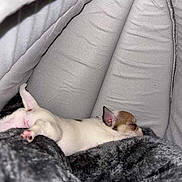 Munchie joined the competition — help win amazing prizes! puppy, sleeping, cozy, blanket, soft, tent, pet, animal, cute, nap, fur, indoor, relaxing, small, white, brown, pink_paws, ears, resting, comfort