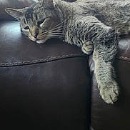 Dragg joined the competition — help win amazing prizes! cat, tabby_cat, leather_couch, quilt, pillow, indoor, resting, sleepy, feline, pet, fur, whiskers, relaxing, comfort, home, animal, mammal, soft_light, brown, cozy