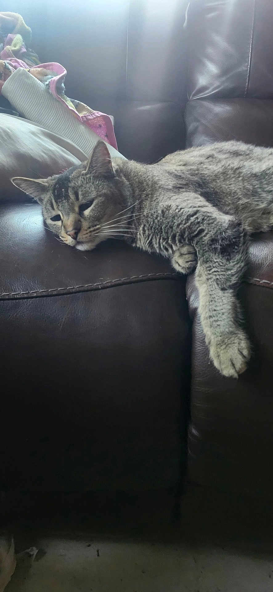 Dragg joined the competition — help win amazing prizes! cat, tabby_cat, leather_couch, quilt, pillow, indoor, resting, sleepy, feline, pet, fur, whiskers, relaxing, comfort, home, animal, mammal, soft_light, brown, cozy