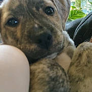 Scotch is registered to the contest to win money with this photo: puppy, dog, close_up, indoor, plants, leafy_plants, furniture, snuggling, brown, brindle, cute, pet, young_dog, black_nose, soft_fur, paw, cozy, animal, domestic_animal, portrait