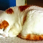Moustique participe au concours pour gagner de l'argent avec cette photo : abyssinian, angora, animal, bed, bedroom, canine, cat, dog, furniture, hardwood, indoors, kitten, manx, person, pet, room, siamese, sleeping, stainedwood, wood