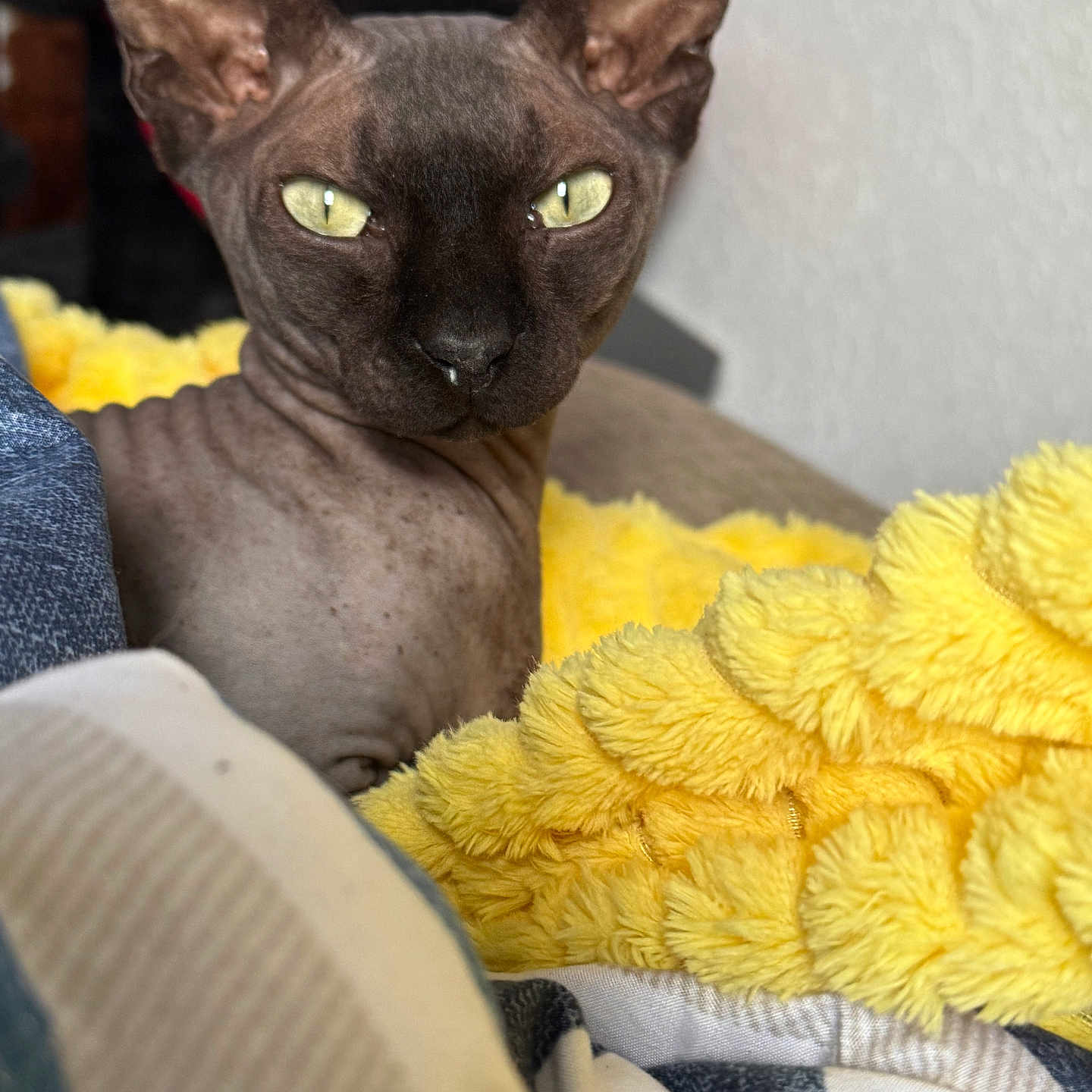 Beerus joined the competition — help win amazing prizes! animal, blanket, blue_blanket, cat, closeup, cozy, ears, eyes, face, feline, furless_cat, home, indoor, pet, portrait, resting, soft_texture, sphynx_cat, whiskers, yellow_blanket