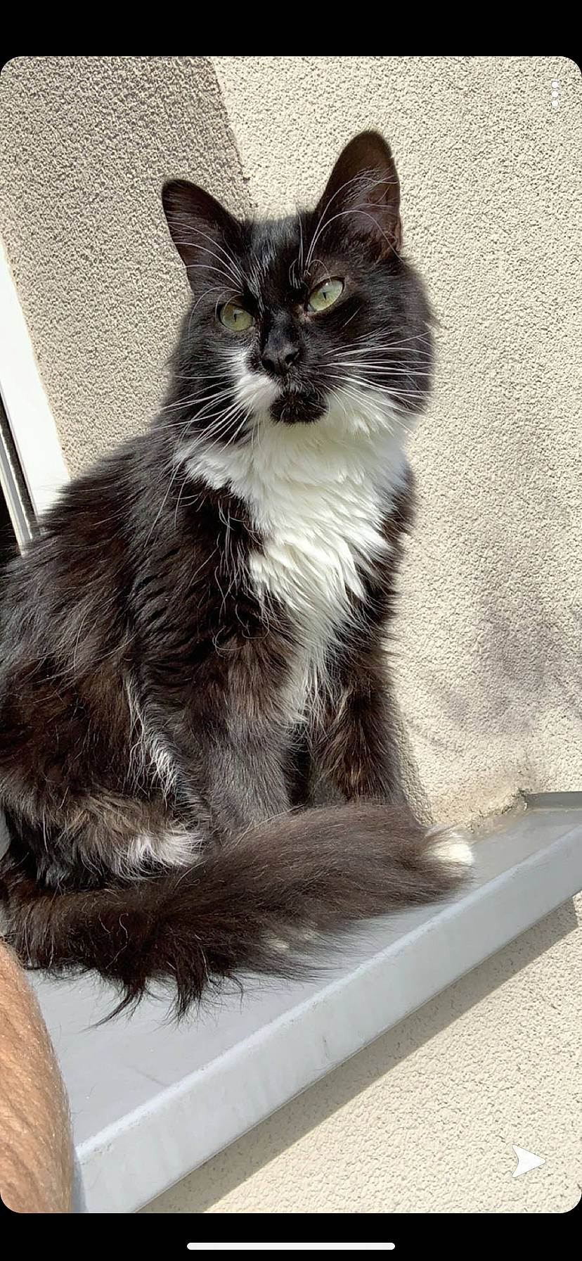 Aygo a rejoint le concours — aidez-le/la à gagner de superbes lots ! asian_semi_longhair, british_semi_longhair, carnivore, cat, domestic_long_haired_cat, domestic_short_haired_cat, felidae, kitten, maine_coon, mammal, norwegian_forest_cat, ragamuffin, small_to_medium_sized_cats, vertebrate, whiskers