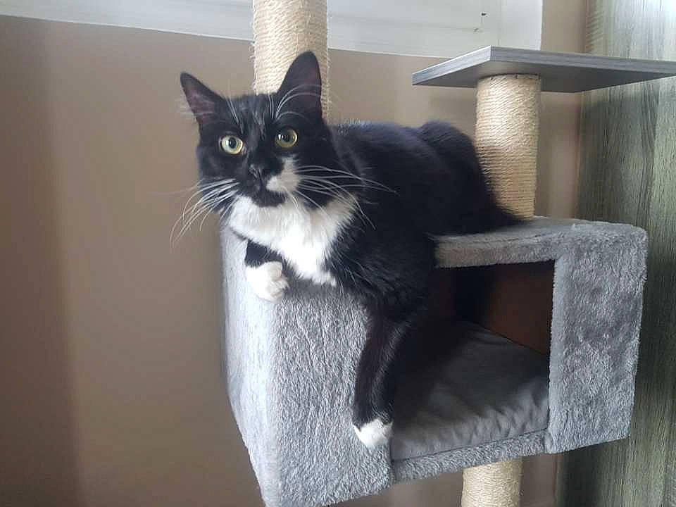 Aygo participe au concours pour gagner de l'argent avec cette photo : asian, black_and_white, black_cat, carnivore, cat, domestic_short_haired_cat, european_shorthair, felidae, kitten, norwegian_forest_cat, polydactyl_cat, small_to_medium_sized_cats, tail, whiskers, window