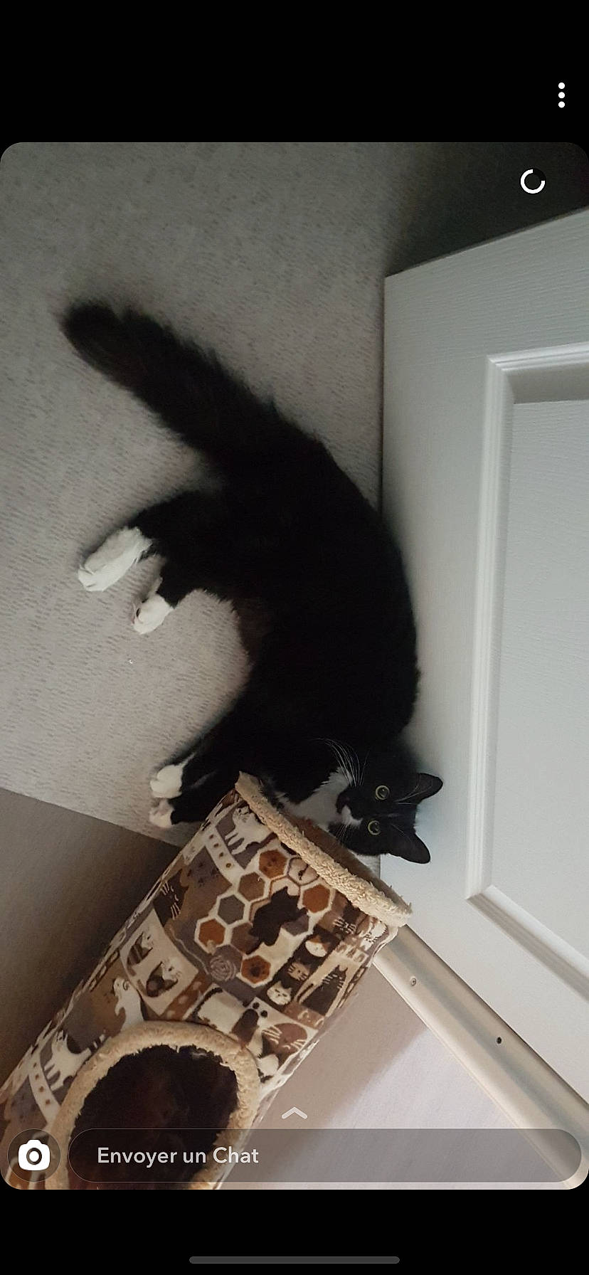 Aygo a rejoint le concours — aidez-le/la à gagner de superbes lots ! black_cat, carnivore, cat, ceiling, claw, felidae, room, small_to_medium_sized_cats, tail, whiskers