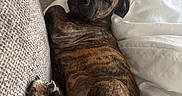 Thor a rejoint le concours — aidez-le/la à gagner de superbes lots ! animal, blanket, brindle, comfort, couch, cozy, curled_up, cute, dog, fur, home, indoor, looking_back, paw, pet, puppy, relaxed, resting, soft_lighting, young_dog