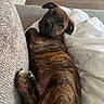 Thor a rejoint le concours — aidez-le/la à gagner de superbes lots ! puppy, dog, brindle, couch, blanket, indoor, pet, animal, cozy, curled_up, looking_back, fur, paw, relaxed, cute, young_dog, resting, home, soft_lighting, comfort