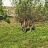Thor a rejoint le concours — aidez-le/la à gagner de superbes lots ! dog, puppy, brindle, grass, lawn, greenery, bushes, outdoor, pet, animal, canine, standing, alert, sunlight, nature, yard, young_dog, fur, plant, daytime