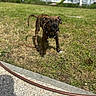alert, animal, backyard, brindle, canine, collar, curious, daytime, dog, front_yard, grass, lawn, nature, outdoor, pet, playground, puppy, small_dog, sunlight, young_dog