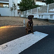 Thor participe au concours pour gagner de l'argent avec cette photo : dog, brindle, harness, sitting, road_marking, street, urban, apartment_building, trees, sidewalk, fence, asphalt, outdoor, pet, animal, daylight, tongue_out, quiet, background, leisure