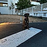 animal, apartment_building, asphalt, background, brindle, daylight, dog, fence, harness, leisure, outdoor, pet, quiet, road_marking, sidewalk, sitting, street, tongue_out, trees, urban
