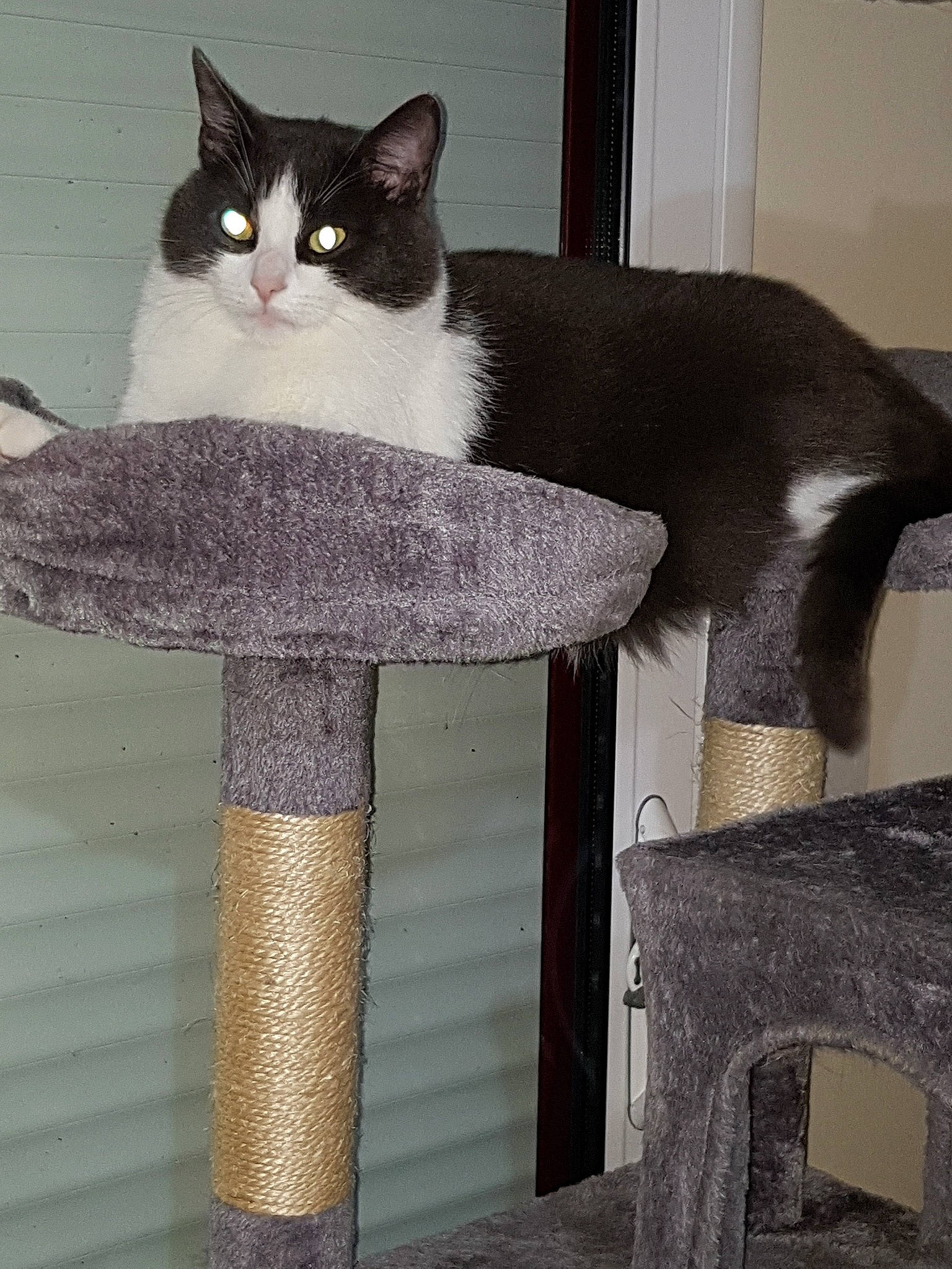 Gribouille participe au concours pour gagner de l'argent avec cette photo : carnivore, cat, cat_furniture, domestic_short_haired_cat, felidae, small_to_medium_sized_cats, tail, whiskers