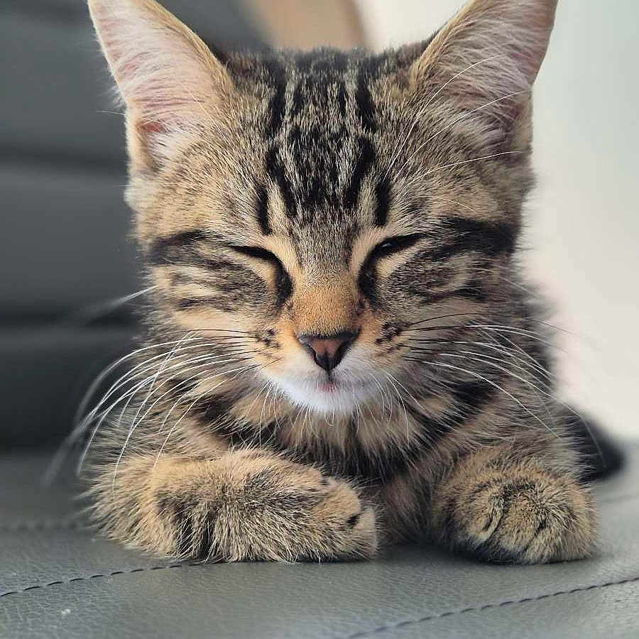 Luna a rejoint le concours — aidez-le/la à gagner de superbes lots ! abyssinian, animal, cat, egyptiancat, kitten, manx, pet, snout