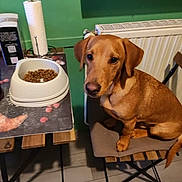 Tayko participe au concours pour gagner de l'argent avec cette photo : animal, brown_dog, chair, cute, dog, dog_food, domestic, floor, food_bowl, green_wall, indoor, kitchen, looking, paper_towel, pet, radiator, side_view, table, waiting, wooden_table