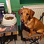 animal, brown_dog, chair, cute, dog, dog_food, domestic, floor, food_bowl, green_wall, indoor, kitchen, looking, paper_towel, pet, radiator, side_view, table, waiting, wooden_table