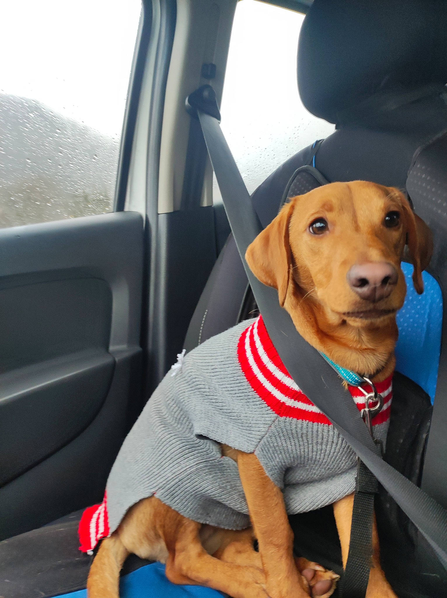 Snoopy participe au concours pour gagner de l'argent avec cette photo : auto_part, automotive_exterior, car, car_seat, car_seat_cover, carnivore, collar, companion_dog, dog, dog_breed, dog_collar, dog_supply, fawn, head_restraint, motor_vehicle, seat_belt, snout, vehicle, vehicle_door, working_animal