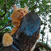 Oscar a rejoint le concours — aidez-le/la à gagner de superbes lots ! alert, animal, bark, branch, cat, close_up, curious, daylight, fur, green_leaves, mammal, nature, orange_cat, outdoor, paw, pet, tree, whiskers, wildlife, wood