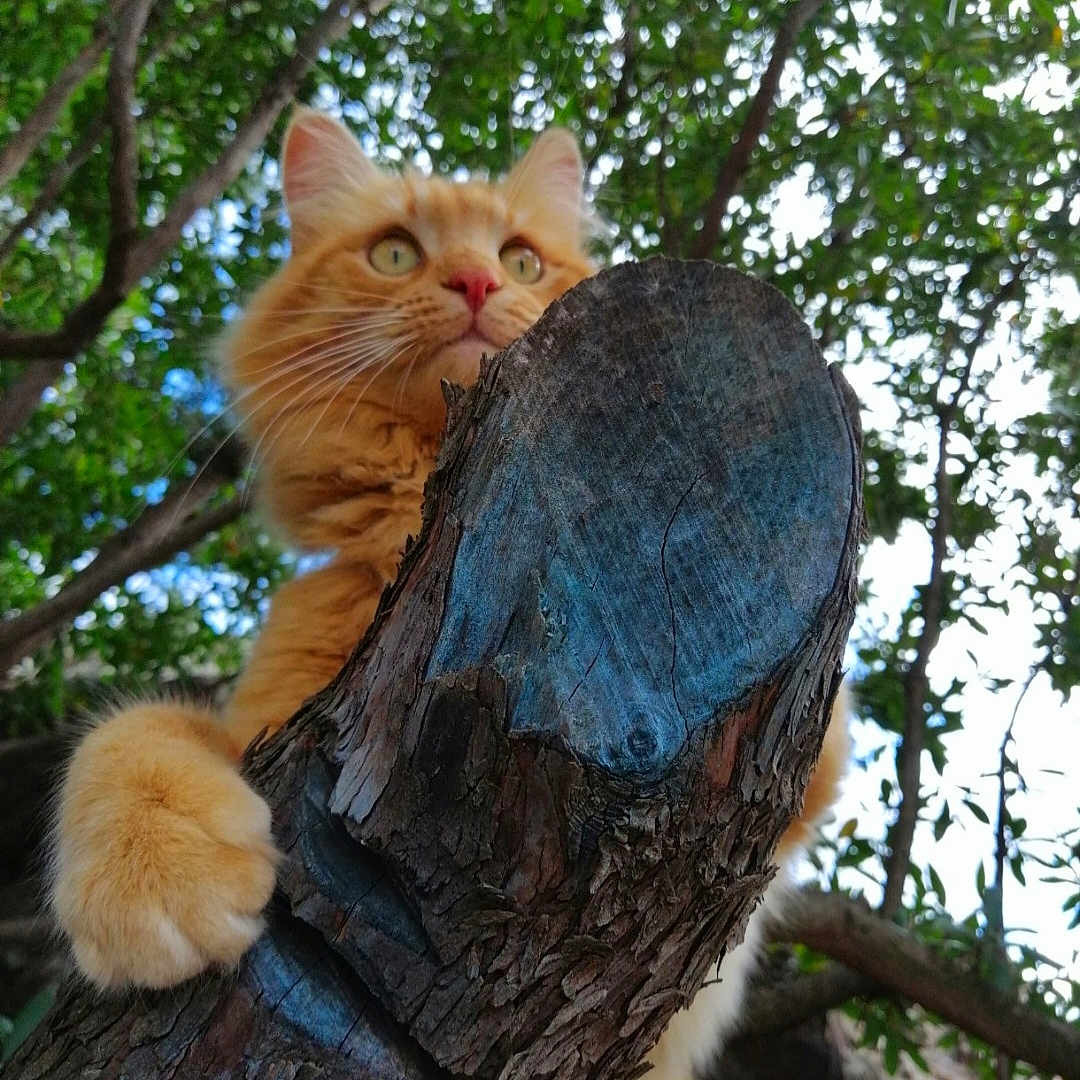Oscar