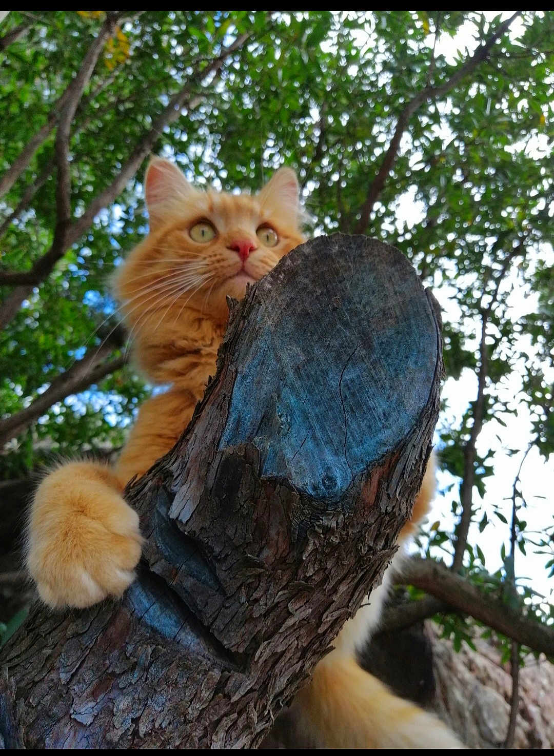 Oscar
