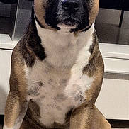 Serious participe au concours pour gagner de l'argent avec cette photo : dog, pet, sitting, portrait, indoors, living_room, television, furniture, black_and_white, brown, white_chest, short_hair, floppy_ears, dark_eyes, front_view, alert, calm, serious_expression, floor, home