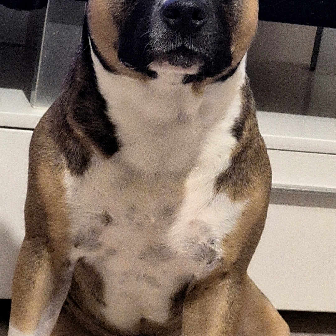 Serious participe au concours pour gagner de l'argent avec cette photo : dog, pet, sitting, portrait, indoors, living_room, television, furniture, black_and_white, brown, white_chest, short_hair, floppy_ears, dark_eyes, front_view, alert, calm, serious_expression, floor, home