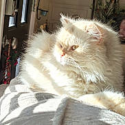 Honey is registered to the contest to win money with this photo: blanket, cat, cozy, cream_color, decoration, door, fluffy, furniture, holiday, home, indoors, interior, pet, portrait, relaxing, smile, soft_texture, sunlight, warm_light, window