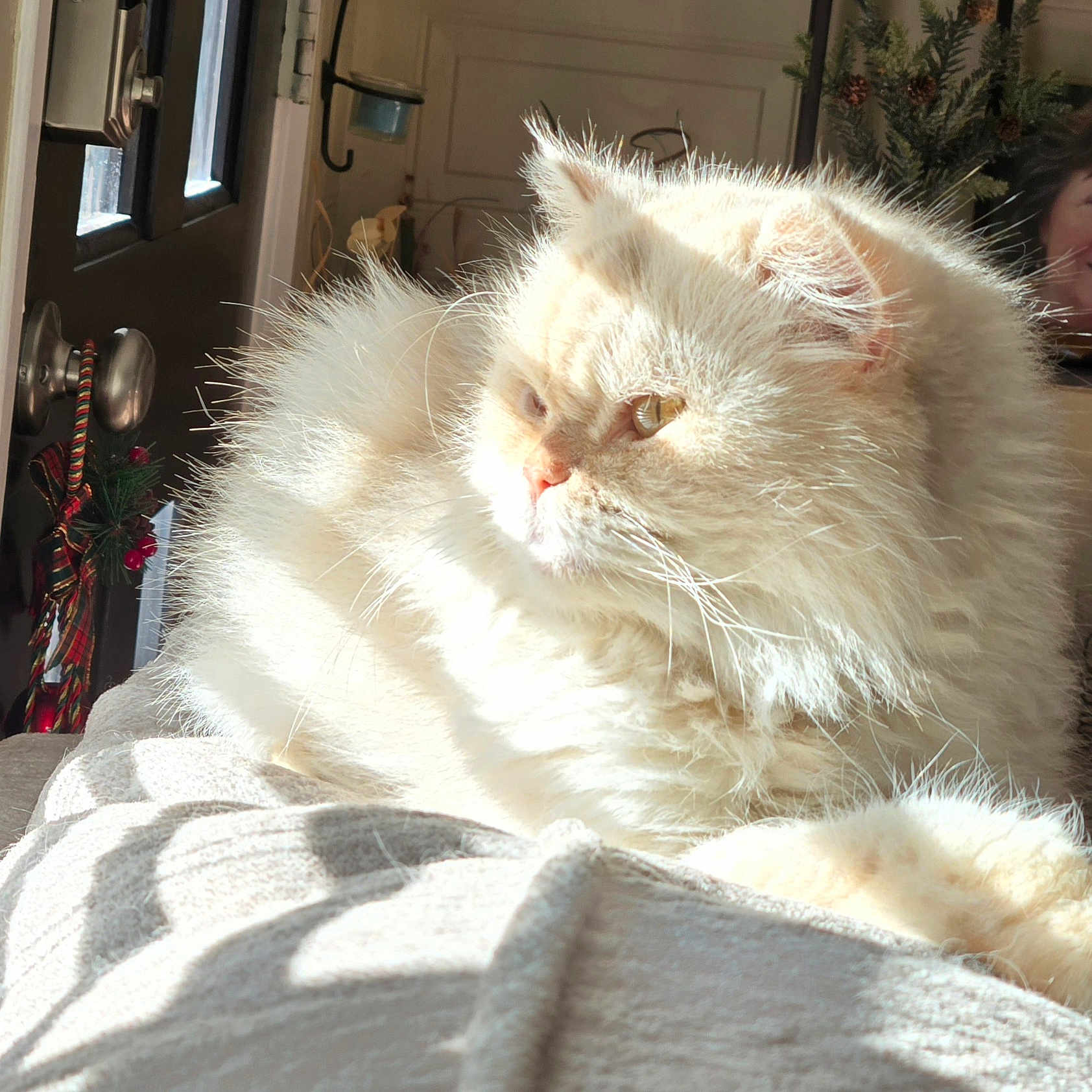 Honey is registered to the contest to win money with this photo: blanket, cat, cozy, cream_color, decoration, door, fluffy, furniture, holiday, home, indoors, interior, pet, portrait, relaxing, smile, soft_texture, sunlight, warm_light, window