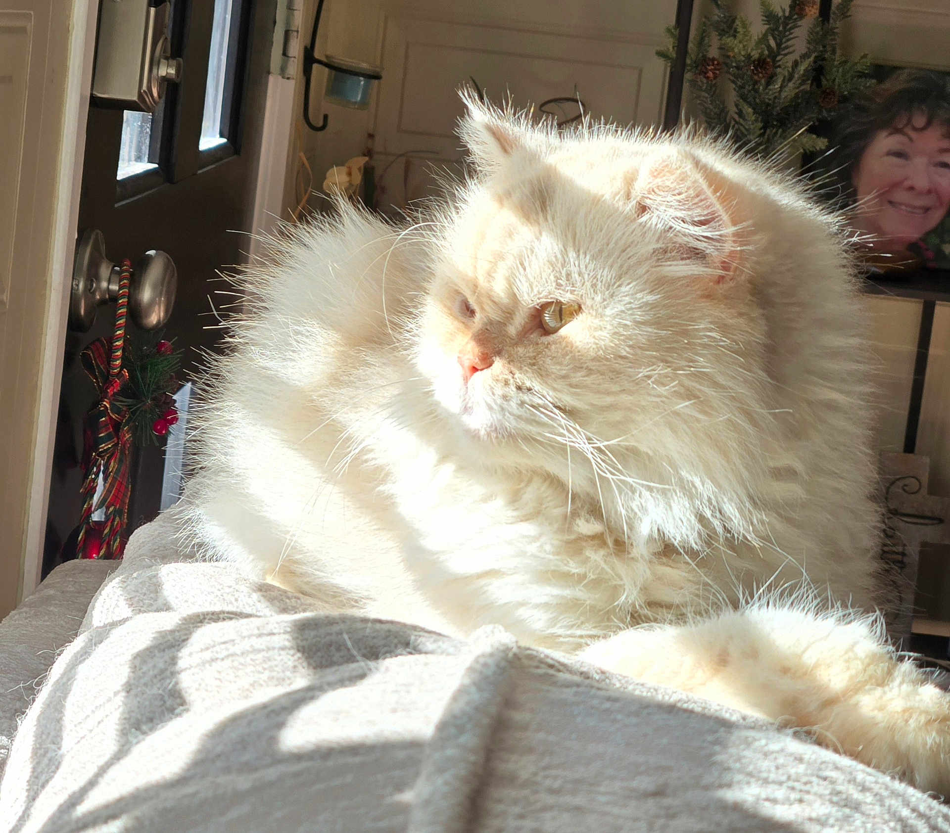 Honey is registered to the contest to win money with this photo: blanket, cat, cozy, cream_color, decoration, door, fluffy, furniture, holiday, home, indoors, interior, pet, portrait, relaxing, smile, soft_texture, sunlight, warm_light, window