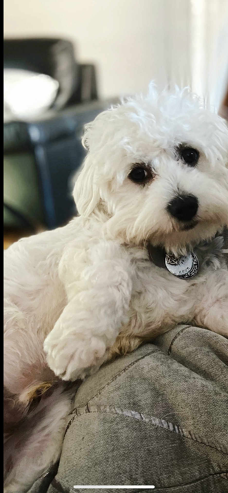 Korn a rejoint le concours — aidez-le/la à gagner de superbes lots ! dog, white, fluffy, pet, collar, tag, fur, cute, indoor, relaxed, closeup, animal, canine, portrait, soft, cozy, comfort, home, living_room, curious