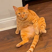 Nahoo joined the competition — help win amazing prizes! animal, cat, cute, domestic_cat, ears, feline, funny_pose, fur, household, indoor, looking_at_camera, orange_tabby, pet, relaxed, sitting, striped, tail, wall, whiskers, wooden_floor