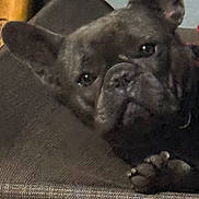 Ace is registered to the contest to win money with this photo: dog, french_bulldog, pet, close_up, lying_down, paw, ear, face, indoor, canine, animal, portrait, relaxed, looking, texture, furniture, cozy, companion, domestic, cute