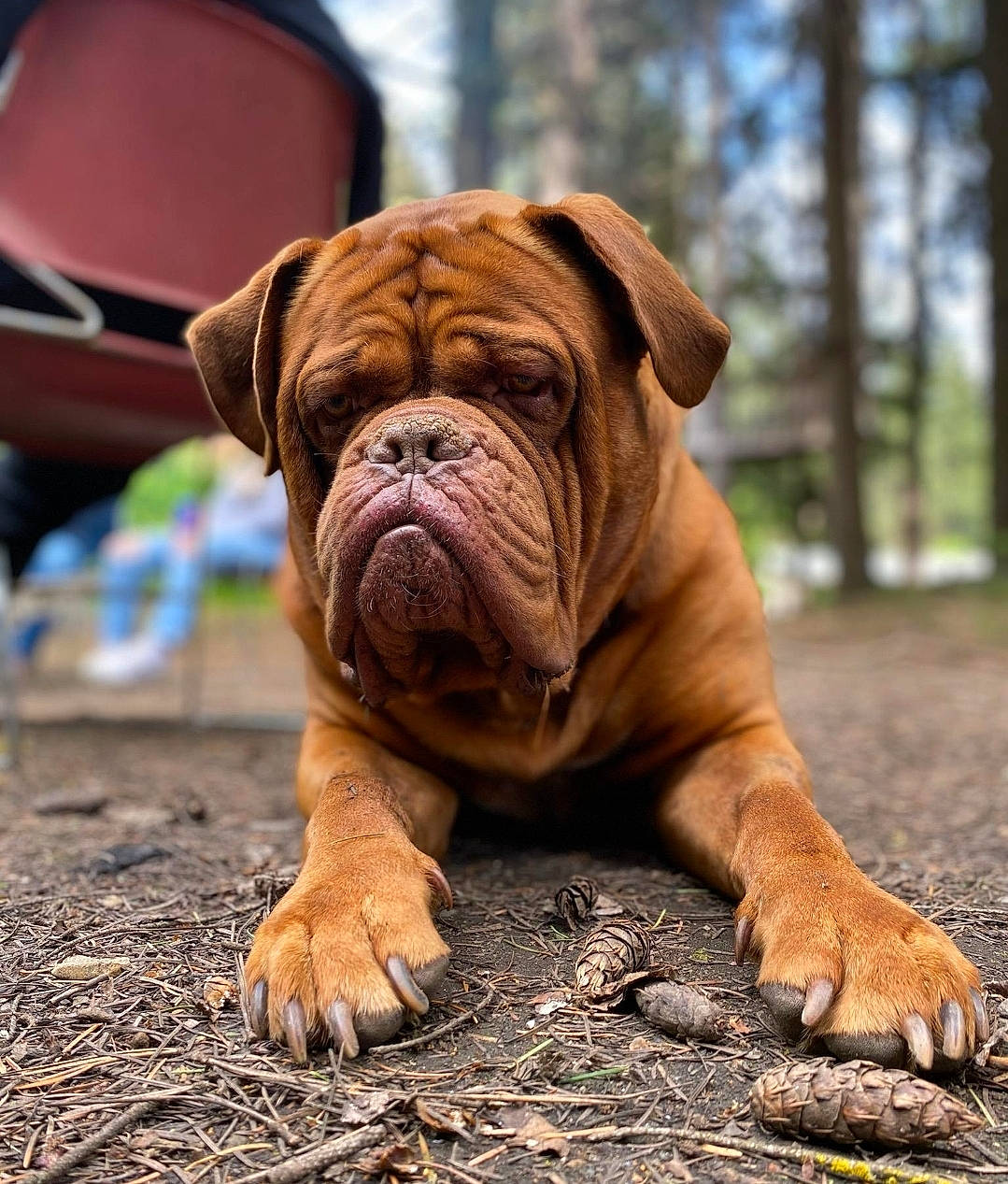 Brody is registered to the contest to win money with this photo: bulldog, canidae, carnivore, comfort, companion_dog, dog, dog_breed, fawn, grass, molosser, shar_pei, snout, soil, sporting_group, terrestrial_animal, tree, white_english_bulldog, wood, working_dog, wrinkle