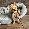 dog, small_dog, pet, leash, collar, plush_bed, floor, wood_floor, indoor, toy, cord, books, colorful_ball, curious, looking_up, ears_up, brown_dog, black_dog, cute, companion